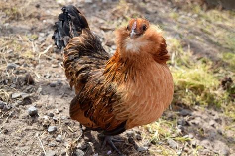 ameraucana chicken lifespan